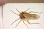 Kilicanata pilifera Seidenstücker, 1956 [paratype]