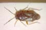 Heterocordylus carbonellus Seidenstücker, 1956 [paratype]