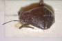 Euryopicoris fennicus Wagner, 1954 [paratype]
