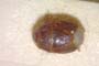 Aethus balcanicus Josifov, 1986 [paratype]