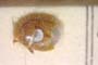 Aethus balcanicus Josifov, 1986 [paratype]