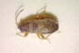 Ischnocoris bureschi Josifov, 1976 [paratype]