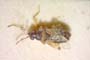 Ischnocoris bureschi Josifov, 1976 [paratype]