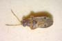 Ischnocoris bureschi Josifov, 1976 [paratype]