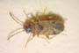 Ischnocoris bureschi Josifov, 1976 [holotype]