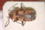 Melanocoryphus canariensis Wagner, 1954 [paratype]