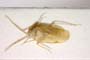 Glaucopterum kareli Wagner, 1963 [paratype]