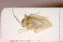 Glaucopterum kareli Wagner, 1963 [paratype]