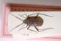 Macrotylus ponticus Seidenstiicker, 1967 [paratype]