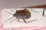 Macrotylus ponticus Seidenstiicker, 1967 [paratype]