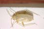 Thermocoris discolor Seidenstücker, 1957 [paratype]