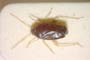 Criocoris contrastus Seidenstücker, 1970 [paratype]