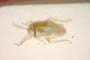 Orthotylus dumosus Seidenstücker, 1971 [paratype]