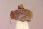 Anapomella arnoldii V. Putshkov, 1961 [paratype]