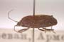 Microtomideus armenicus (Seidenstücker, 1963) [paratype]