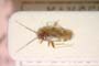 Orthonotus humilis Seidenstücker, 1970 [paratype]