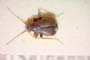 Orthonotus humilis Seidenstücker, 1970 [paratype]