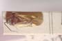 Dionconotus neglectus creticus Heiss, 1984 [paratype]