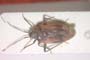 Dionconotus neglectus creticus Heiss, 1984 [paratype]