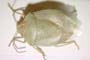 Acrosternum arabicum Wagner, 1959 [paratype]