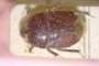 Aethus lindbergi Wagner, 1957 [paratype]