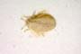Piesma elliptica Wagner, 1958 [paratype]