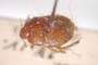 Byrsinus penicillatus Wagner, 1964 [paratype]