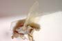 Chamaemyia bicolor Beschovski, 1994 [paratype]