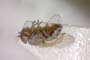 Chamaemyia bicolor Beschovski, 1994 [paratype]