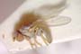 Chamaemyia flavoantennata Beschovski, 1994 [paratype]