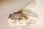 Chamaemyia flavoantennata Beschovski, 1994 [paratype]