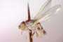 Chamaemyia flavoantennata Beschovski, 1994 [paratype]