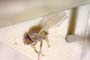 Chamaemyia flavoantennata Beschovski, 1994 [paratype]