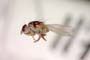 Chamaemyia flavoantennata Beschovski, 1994 [paratype]