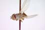 Chamaemyia flavoantennata Beschovski, 1994 [paratype]