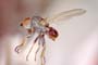 Parochthiphila nigrolineata Beschovski & Merz, 1998 [paratype]