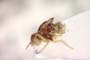Elachiptera submediterranea Beschovski, 1980 [holotype]