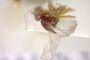 Elachiptera submediterranea Beschovski, 1980 [paratype]