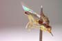Elachiptera submediterranea Beschovski, 1980 [paratype]