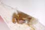Elachiptera agricola Beschovski & Krusteva, 1998 [holotype]