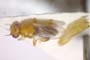 Elachiptera agricola Beschovski & Krusteva, 1998 [paratype]
