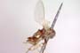 Tethina salinicola Beschovski, 1998 [paratype]