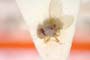 Aphanotrigonum parahastatum Dely-Draskovits, 1981 [paratype]