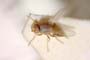 Aphanotrigonum parahastatum Dely-Draskovits, 1981 [paratype]