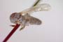 Epithalassius stackelbergi, 1966 [holotype]