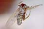 Epithalassius stackelbergi, 1966 [paratype]