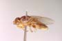 Lasiosina brevisurstylata Dely-Draskovits, 1977 [paratype]