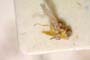 Lasiosina heleocharis Nartshuk, 1964 [paratype]
