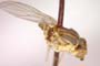 Chlorops quercophila Beschovski, 1979 [holotype]