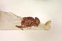 Calamoncosis glyceriae Nartshuk, 1958 [paratype]